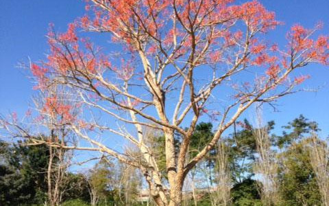 Quintal da Baronesa Casa CA2060
