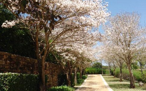 Quintal da Baronesa Casa CA2060